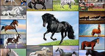 Horse games - jigsaw puzzles