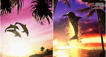 Dolphin sunrise trial