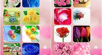 Roses flower wallpapers v2