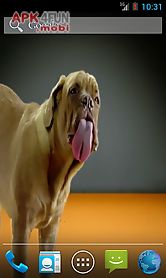 dogs licking screen wallpaper