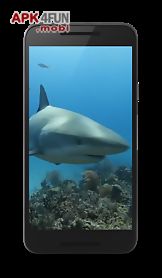 shark live wallaper