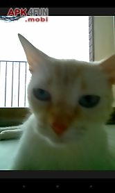 snapcat - photo app for cats