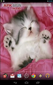 sleeping kitty 3d wallpaper