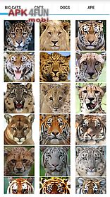 animal faces - face morphing