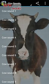 cow sounds