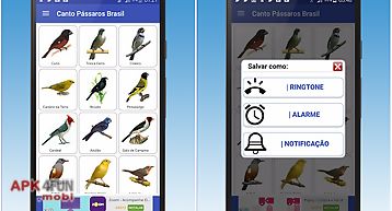 Canto de pássaros brasileiros