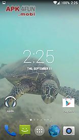 sea turtle hd. wallpaper