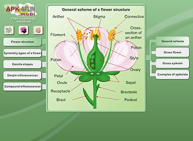 biology - plant morphology
