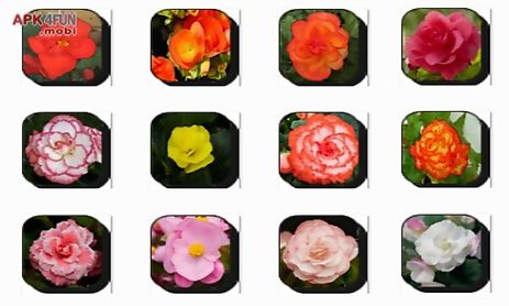 begonia flowers onet classic game