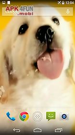 puppy licks screen
