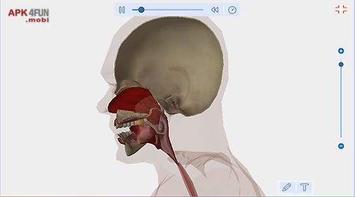 human body anatomy 3d - free