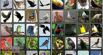 Bird sounds nature sounds app