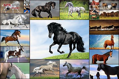 horse games - jigsaw puzzles