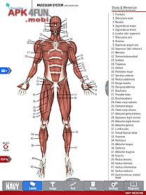 anatomy study guide