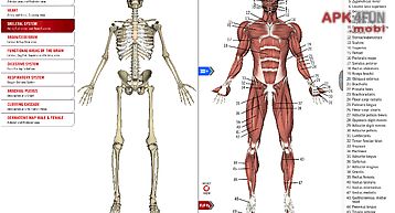 Anatomy study guide