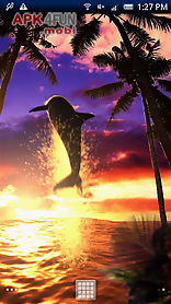 dolphin sunrise trial