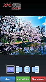 sakura cherry blossoms hd wall