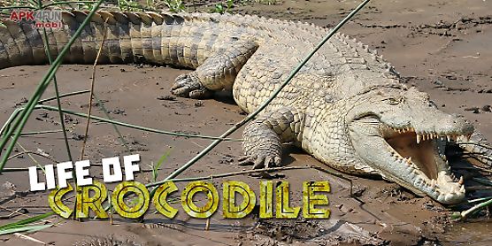 life of crocodile - wild sim