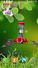 hummingbirds wallpaper