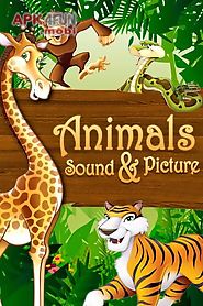 animals sound and picture