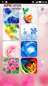 roses flower wallpapers