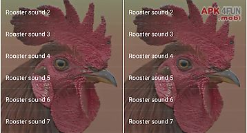 Rooster sounds