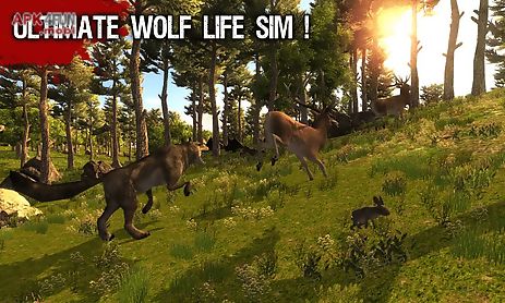 wild life - wolf