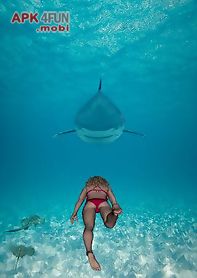 shark adventure